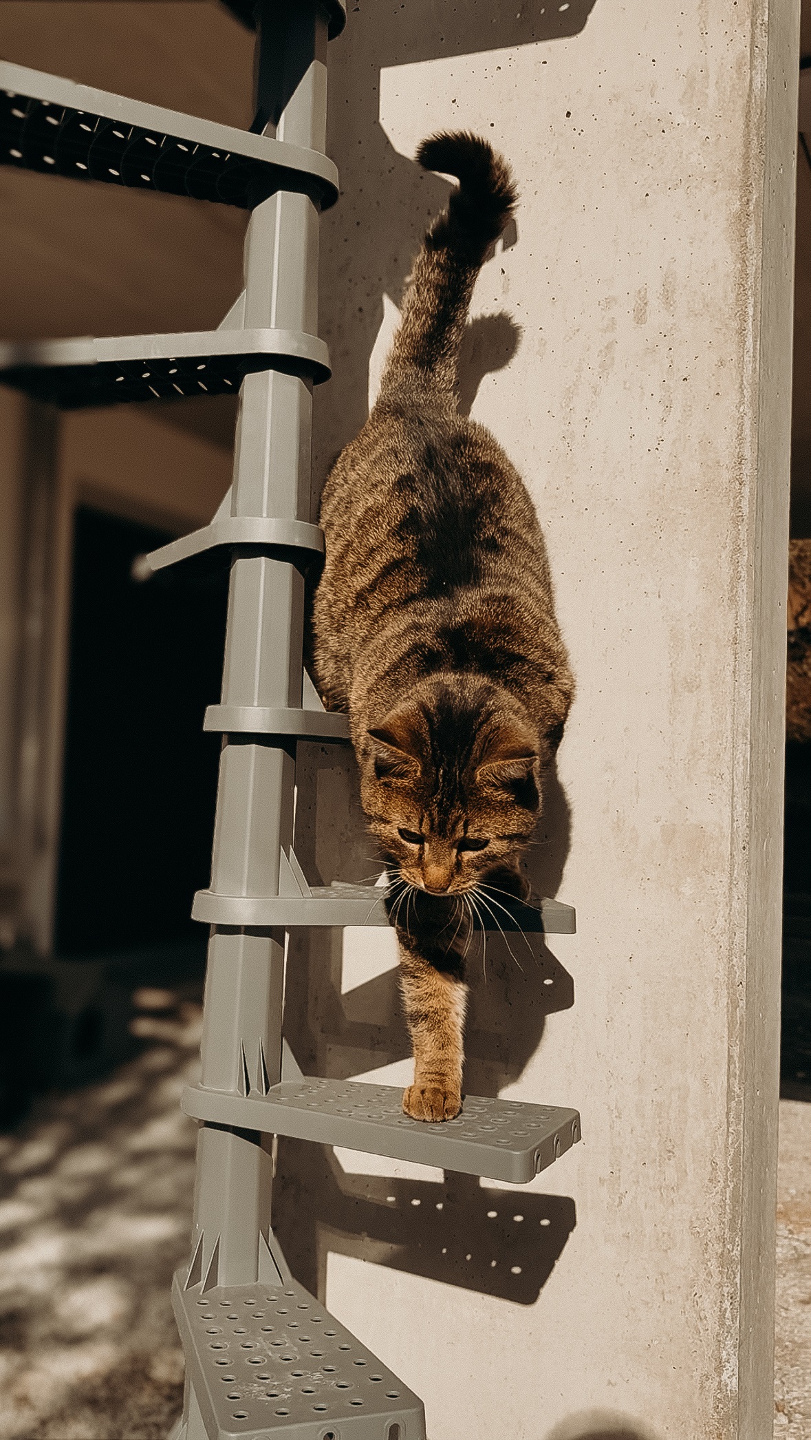 Unsere Katze auf der FeliStair Katzentreppe (3)
